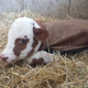 Illustration for article titled Newborn baby cow!!!!!!!!